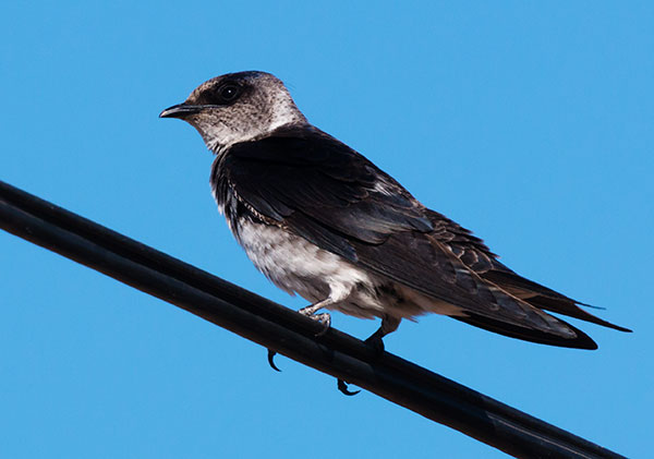 Purple Martin Progne subis 