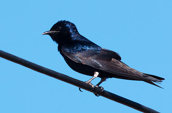 Purple Martin Progne subis 