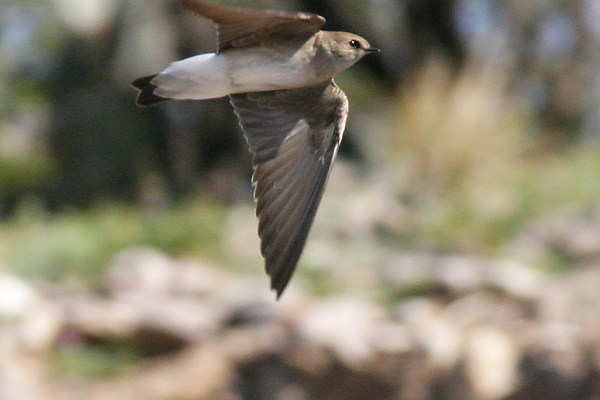 Northern Rough-winged Swallow Stelgidopteryx serripennis