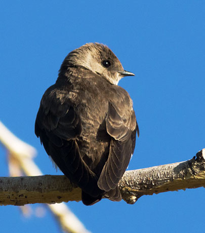 Northern Rough-winged Swallow Stelgidopteryx serripennis