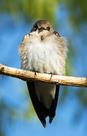Northern Rough-winged Swallow Stelgidopteryx serripennis