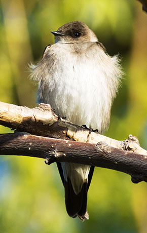 Northern Rough-winged Swallow Stelgidopteryx serripennis