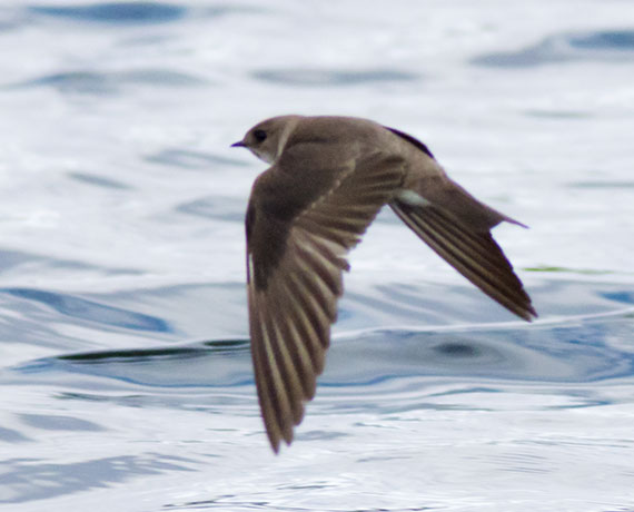 Northern Rough-winged Swallow Stelgidopteryx serripennis