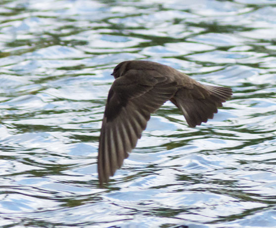 Northern Rough-winged Swallow Stelgidopteryx serripennis