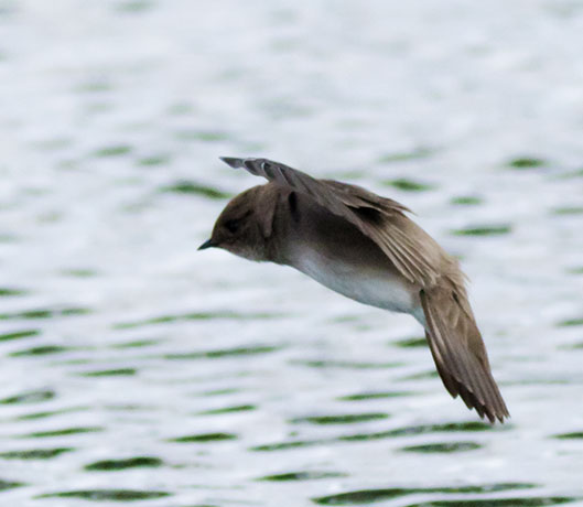 Northern Rough-winged Swallow Stelgidopteryx serripennis