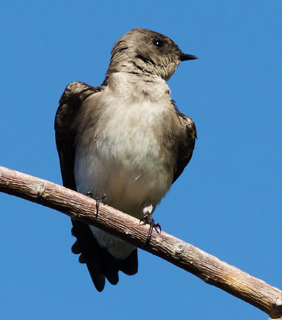 Northern Rough-winged Swallow Stelgidopteryx serripennis