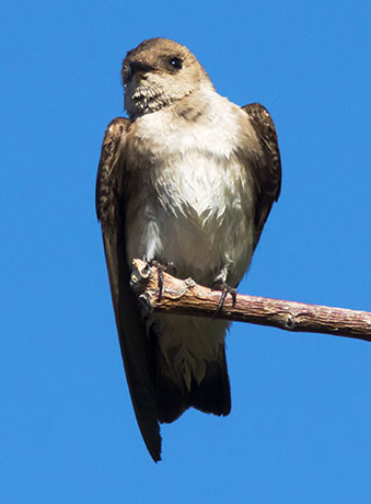 Northern Rough-winged Swallow Stelgidopteryx serripennis