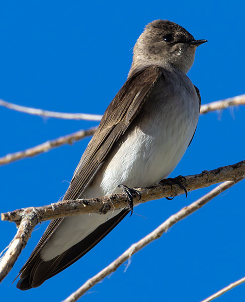 Northern Rough-winged Swallow Stelgidopteryx serripennis
