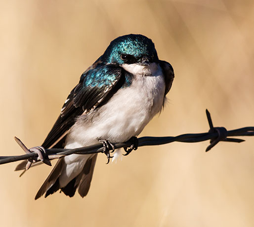 Tree Swallow Tachycineta bicolor 