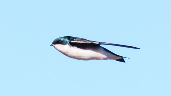 Tree Swallow Tachycineta bicolor 