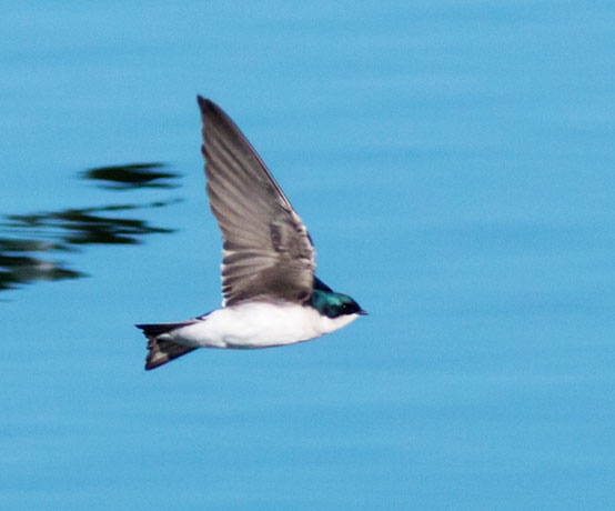 Tree Swallow Tachycineta bicolor 