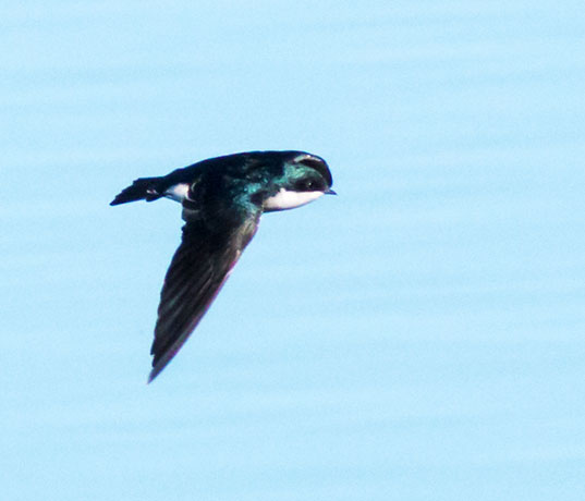 Tree Swallow Tachycineta bicolor 