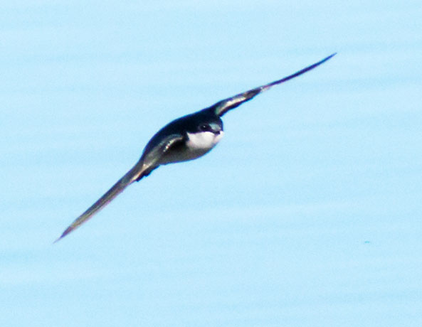 Tree Swallow Tachycineta bicolor 