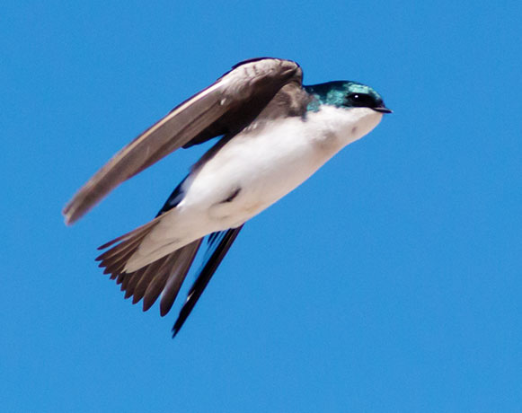 Tree Swallow Tachycineta bicolor 
