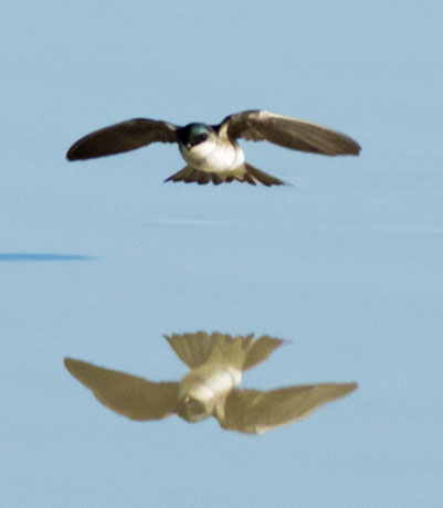 Tree Swallow Tachycineta bicolor 