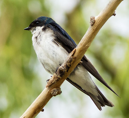 Tree Swallow Tachycineta bicolor 
