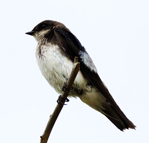 Tree Swallow Tachycineta bicolor 