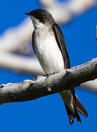 Tree Swallow Tachycineta bicolor 