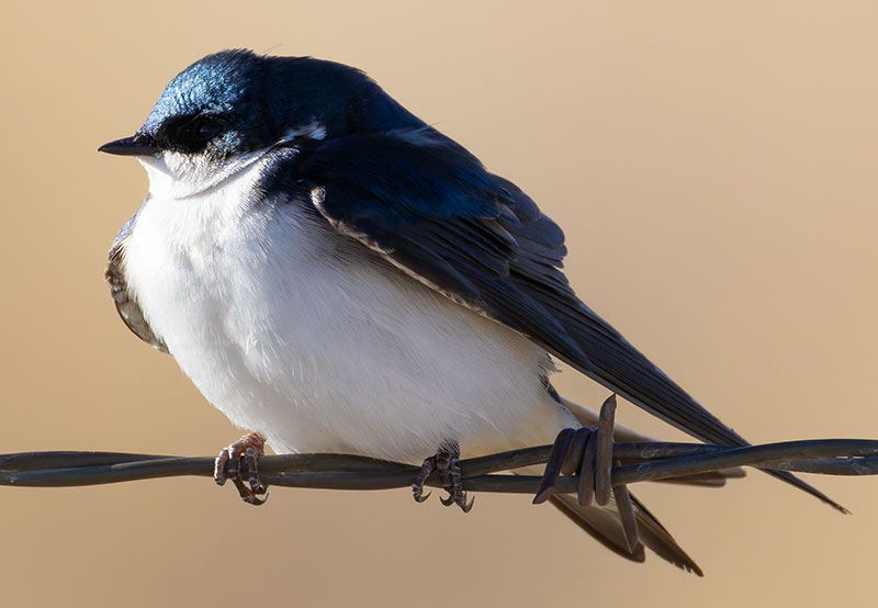 Tree Swallow Tachycineta bicolor 