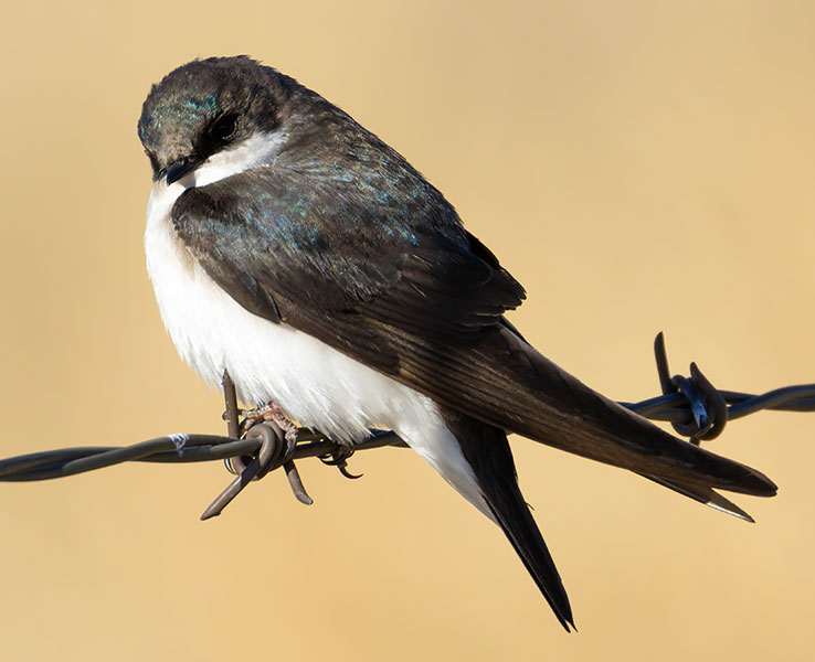 Tree Swallow Tachycineta bicolor 