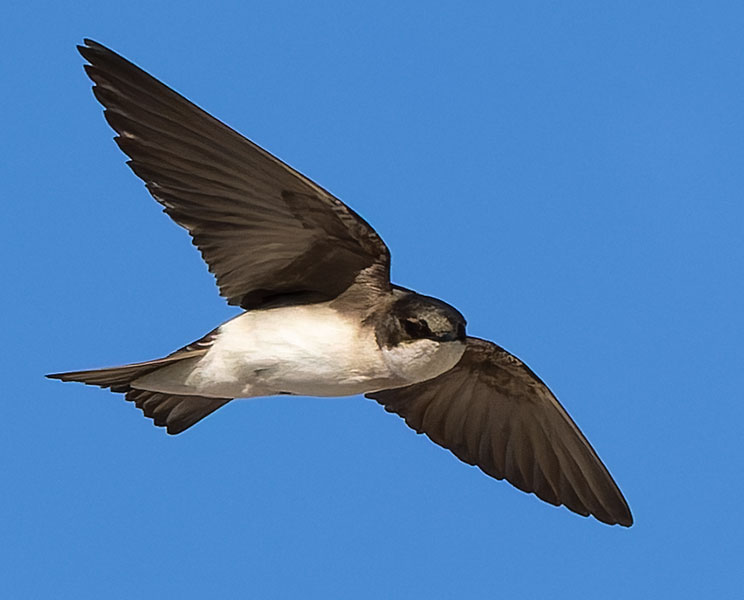 Tree Swallow Tachycineta bicolor 