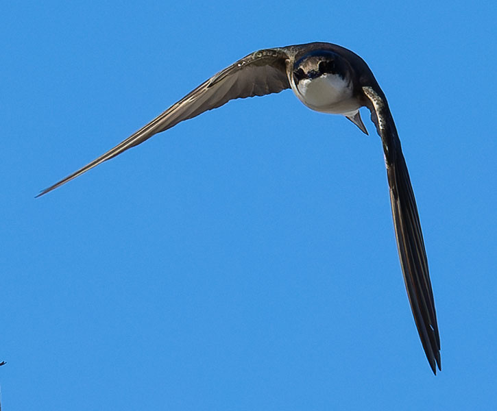 Tree Swallow Tachycineta bicolor 