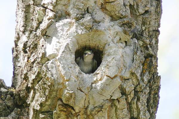 Violet-green Swallow Tachycineta thalassina 