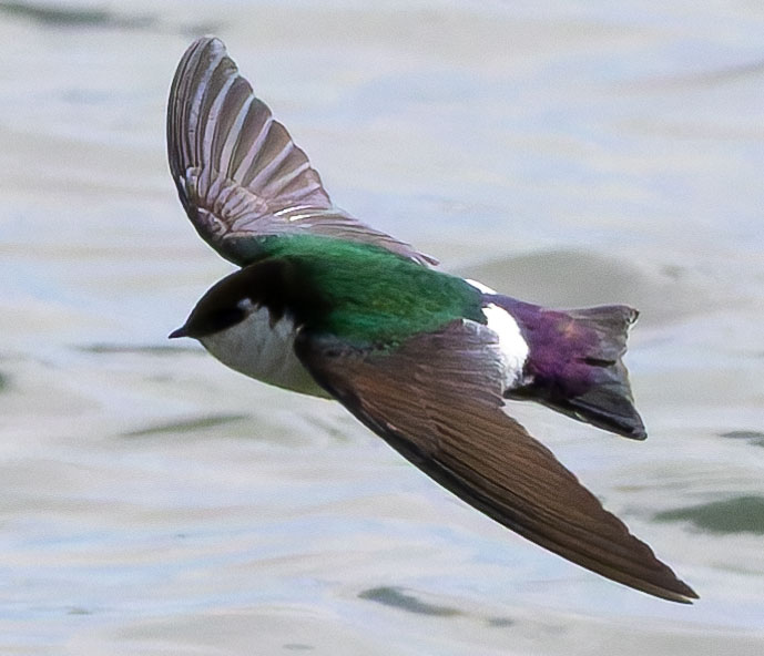 Violet-green Swallow Tachycineta thalassina