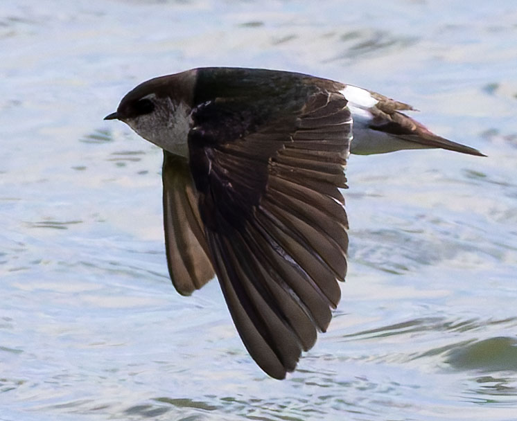 Violet-green Swallow Tachycineta thalassina