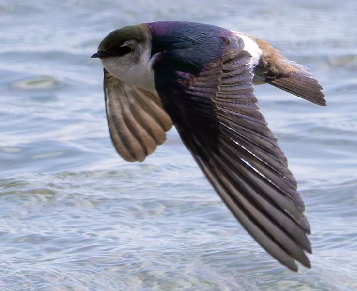 Violet-green Swallow Tachycineta thalassina