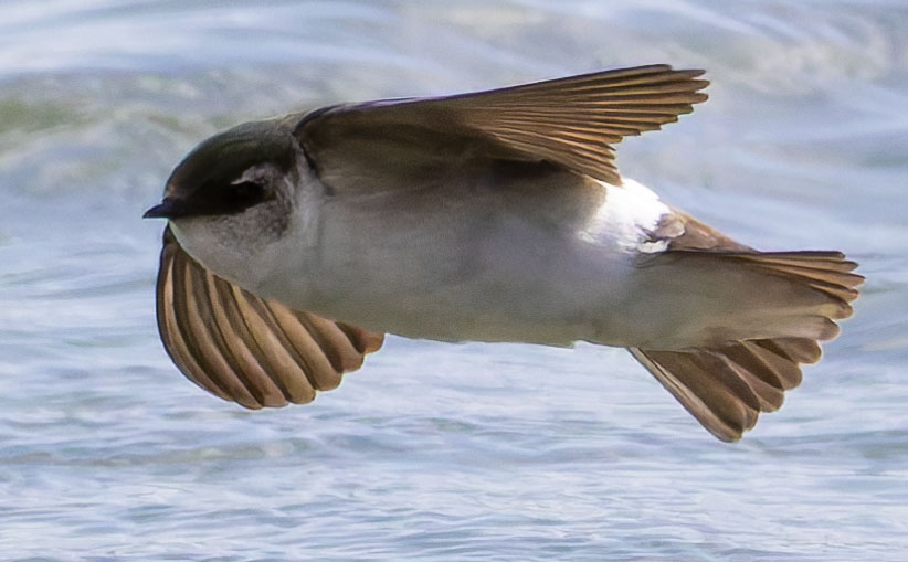 Violet-green Swallow Tachycineta thalassina