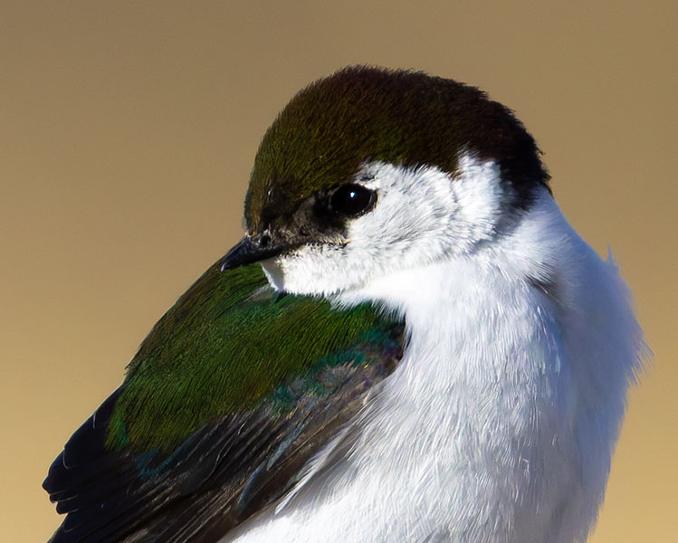 Violet-green Swallow Tachycineta thalassina