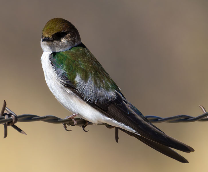 Violet-green Swallow Tachycineta thalassina