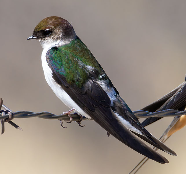 Violet-green Swallow Tachycineta thalassina