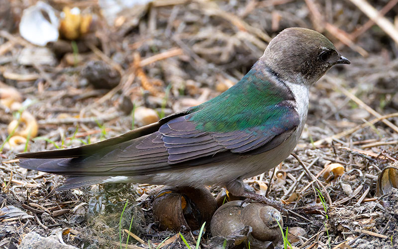Violet-green Swallow Tachycineta thalassina