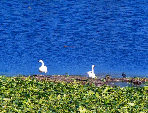 Trumpeter Swans Cygnus buccinator 