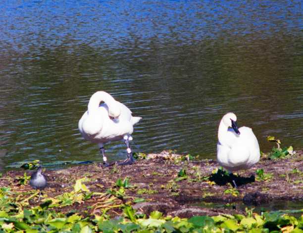 Trumpeter Swans Cygnus buccinator 