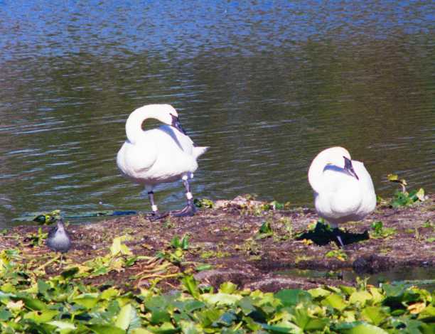 Trumpeter Swans Cygnus buccinator 