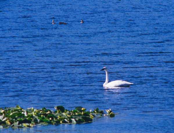 Trumpeter Swans Cygnus buccinator 