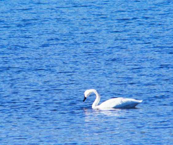 Trumpeter Swans Cygnus buccinator 