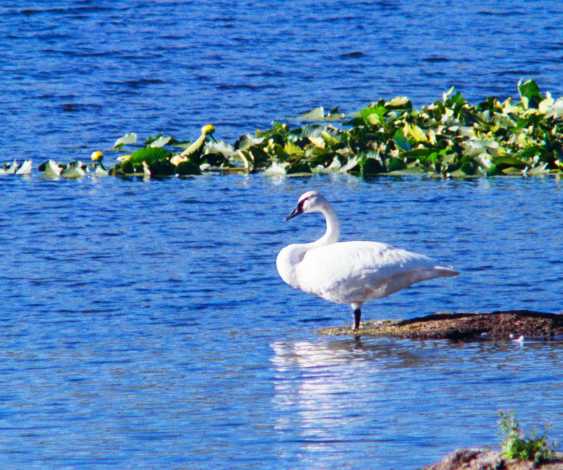 Trumpeter Swans Cygnus buccinator 