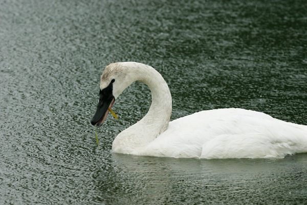 Trumpeter Swans Cygnus buccinator 