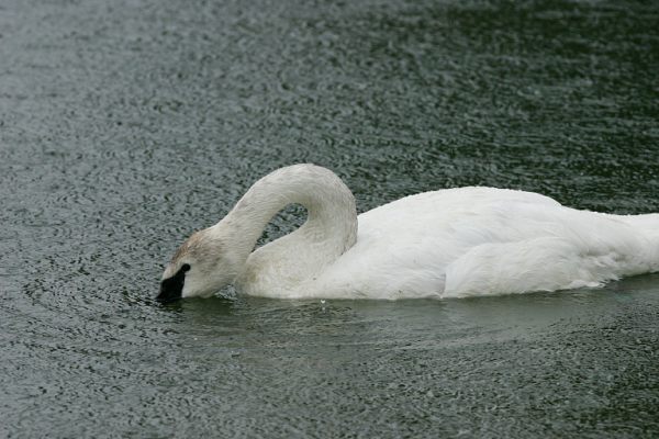 Trumpeter Swans Cygnus buccinator 