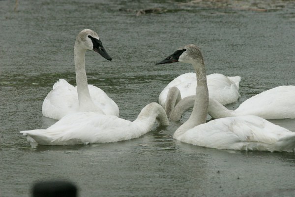 Trumpeter Swans Cygnus buccinator 