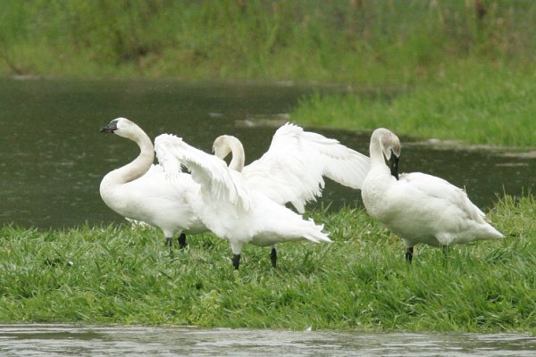 Trumpeter Swans Cygnus buccinator 
