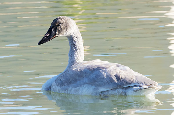 Trumpeter Swans Cygnus buccinator 