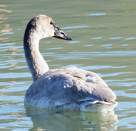 Trumpeter Swans Cygnus buccinator 