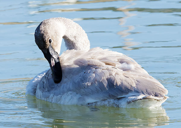 Trumpeter Swans Cygnus buccinator 
