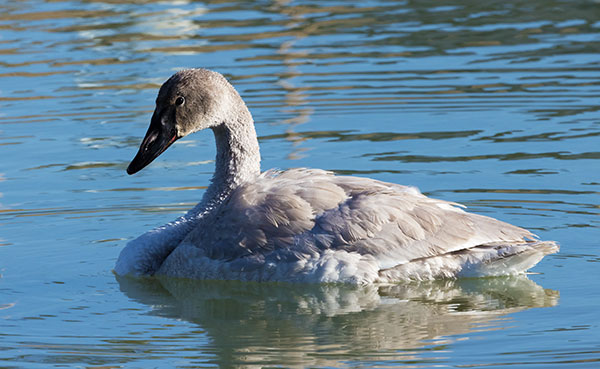 Trumpeter Swans Cygnus buccinator 