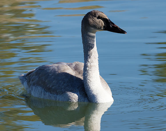 Trumpeter Swans Cygnus buccinator 